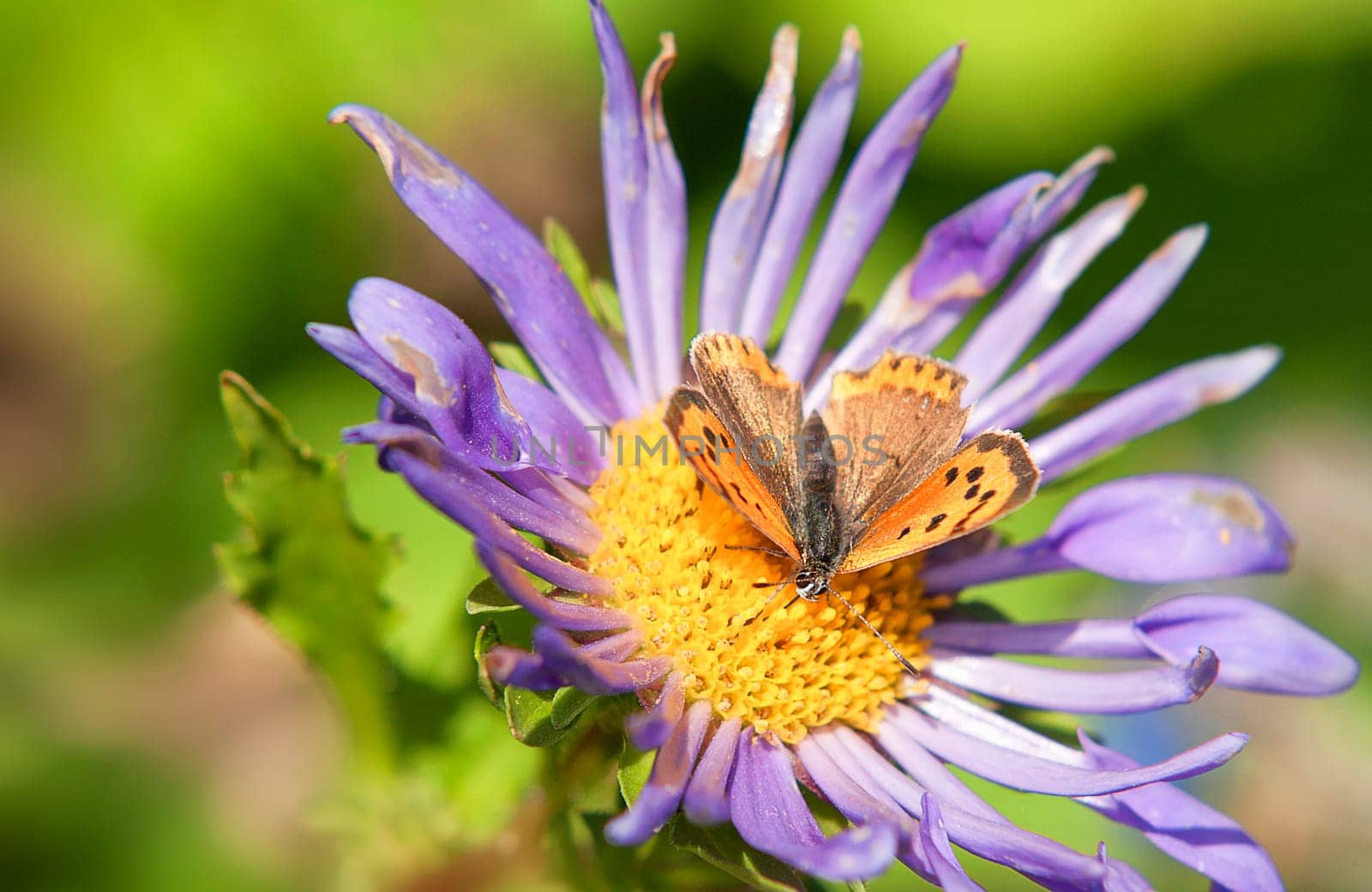 Lesser fire butterfly on autumn aster