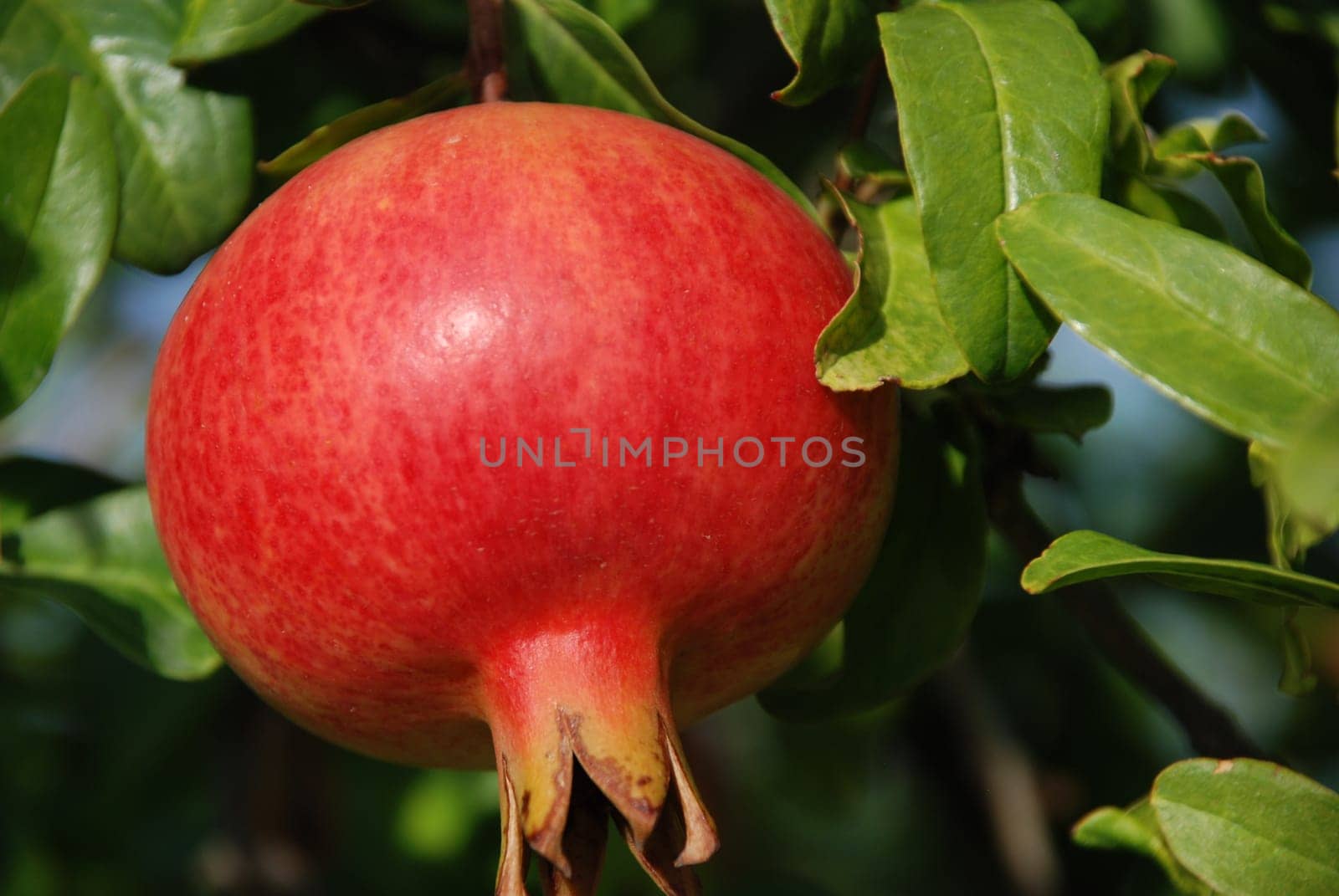 Pomegranate Heraldry Apple Grenadine funica granatum