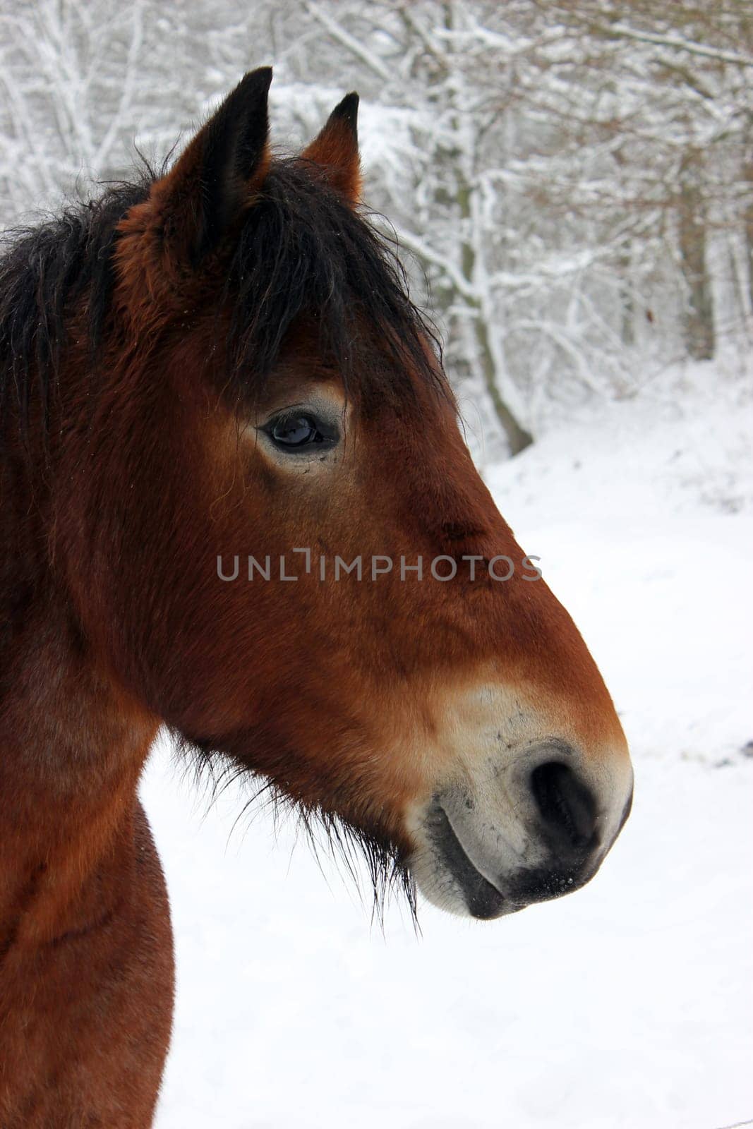 Cold-blooded gelding in the snow