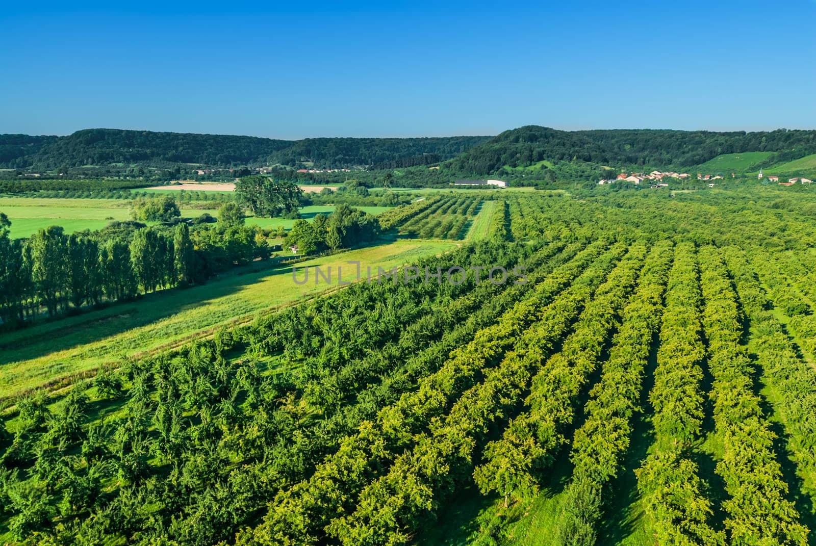aerial view of famous cherry plum  fields of lorraine moselle france