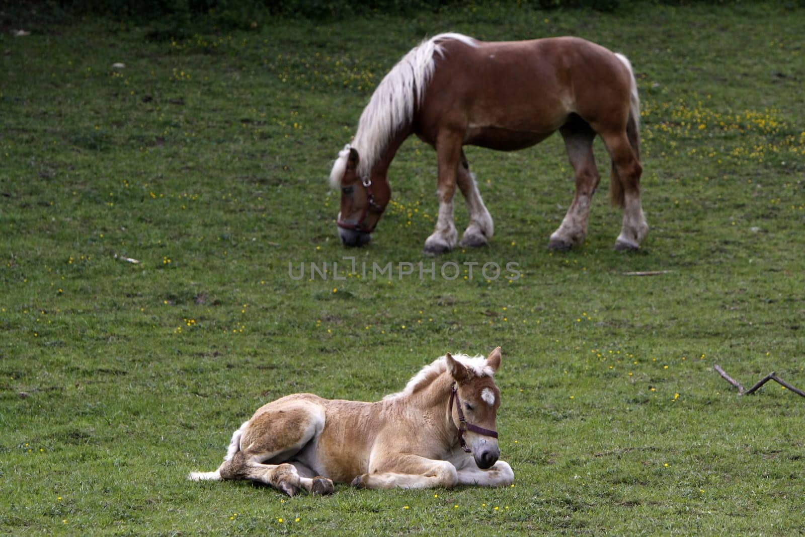 Jutland Coldblood Horse