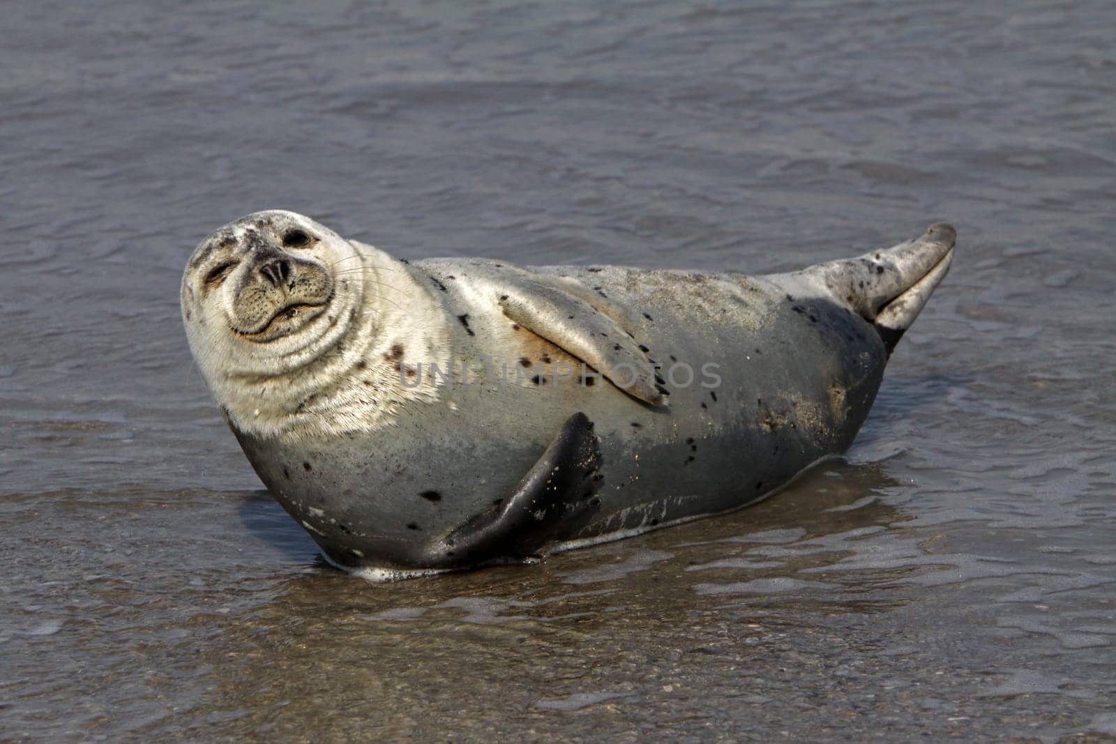 Grey seal on Heligoland