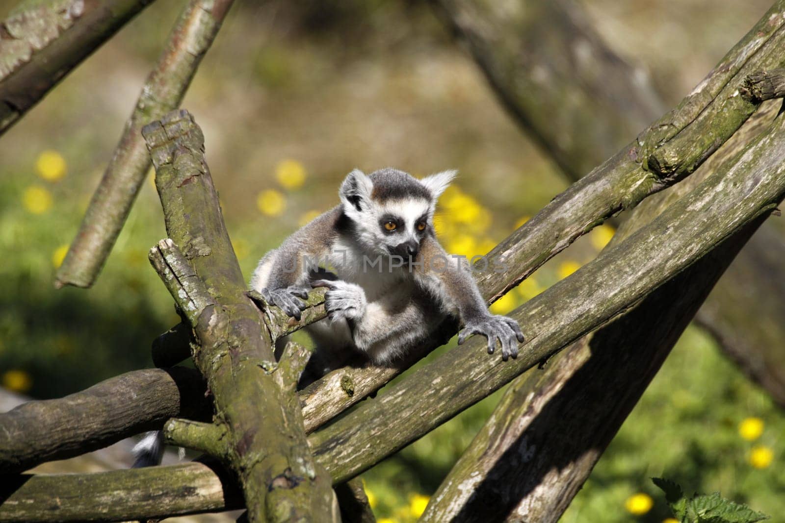 Ring-tailed lemur (juvenile)