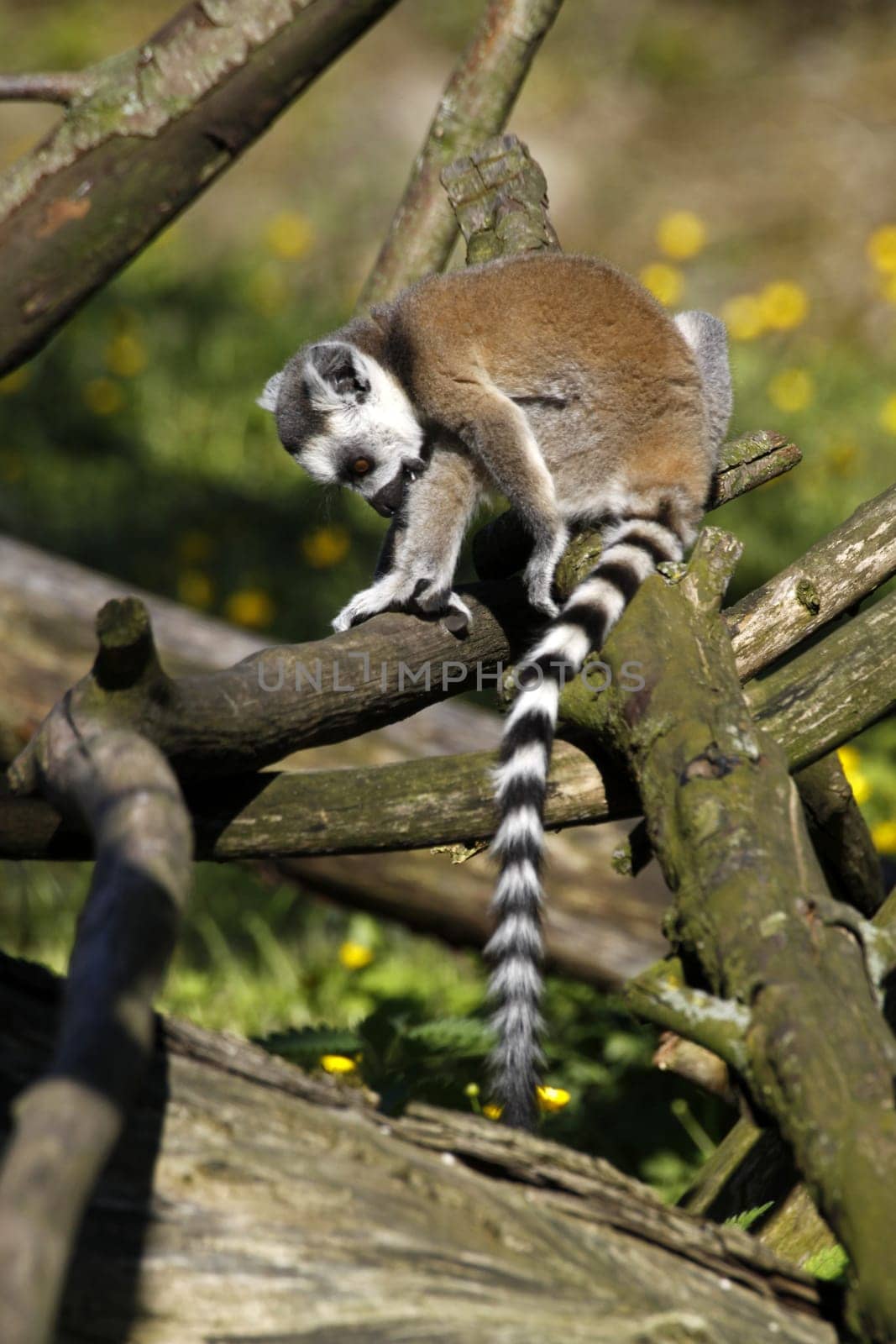 Ring-tailed lemur (juvenile)