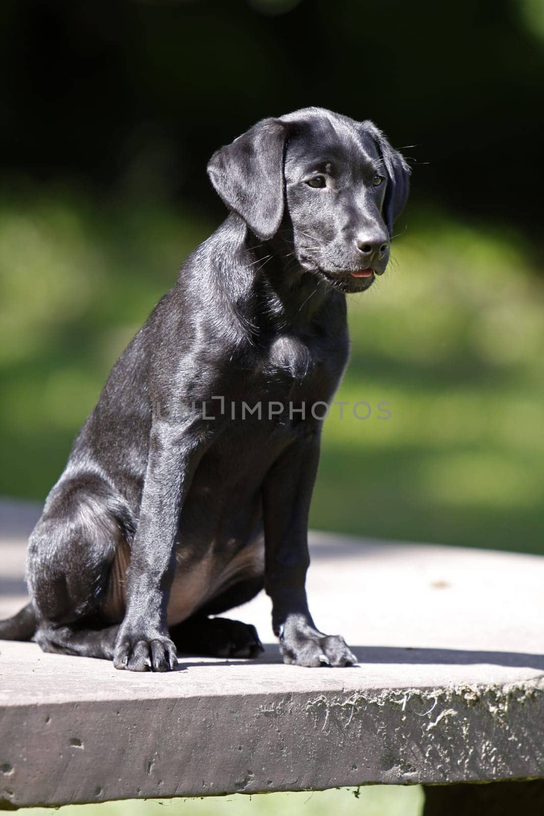Black Labrador Retriever puppy