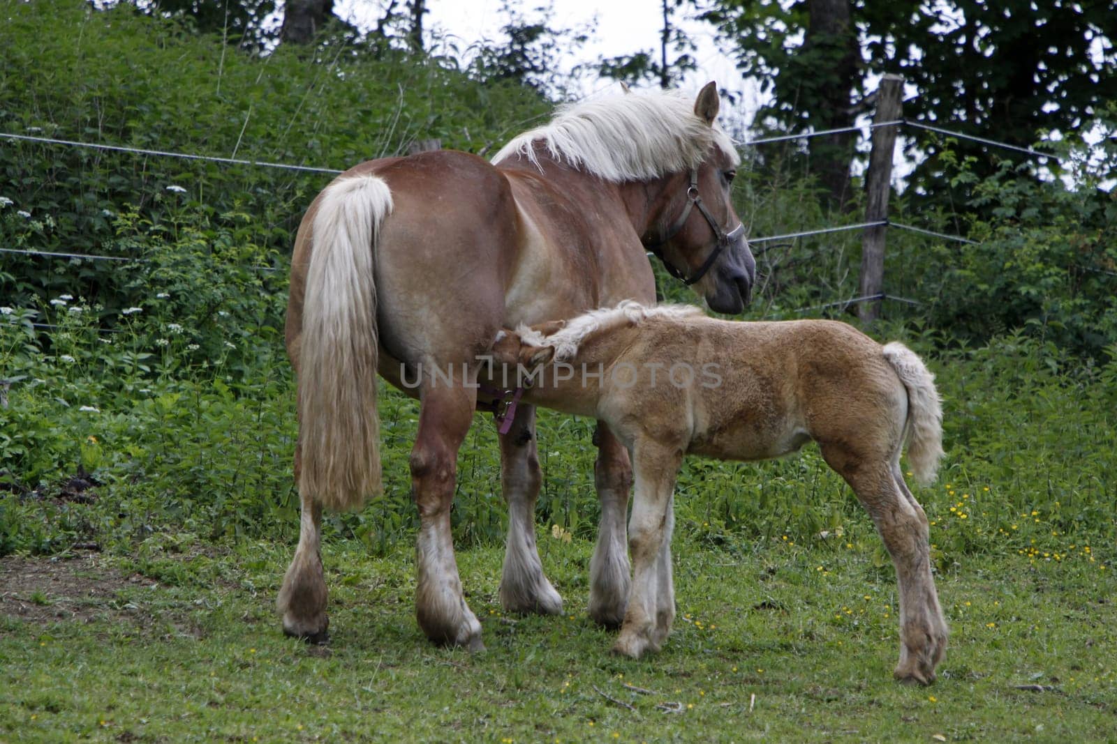 Jutland Coldblood Horse