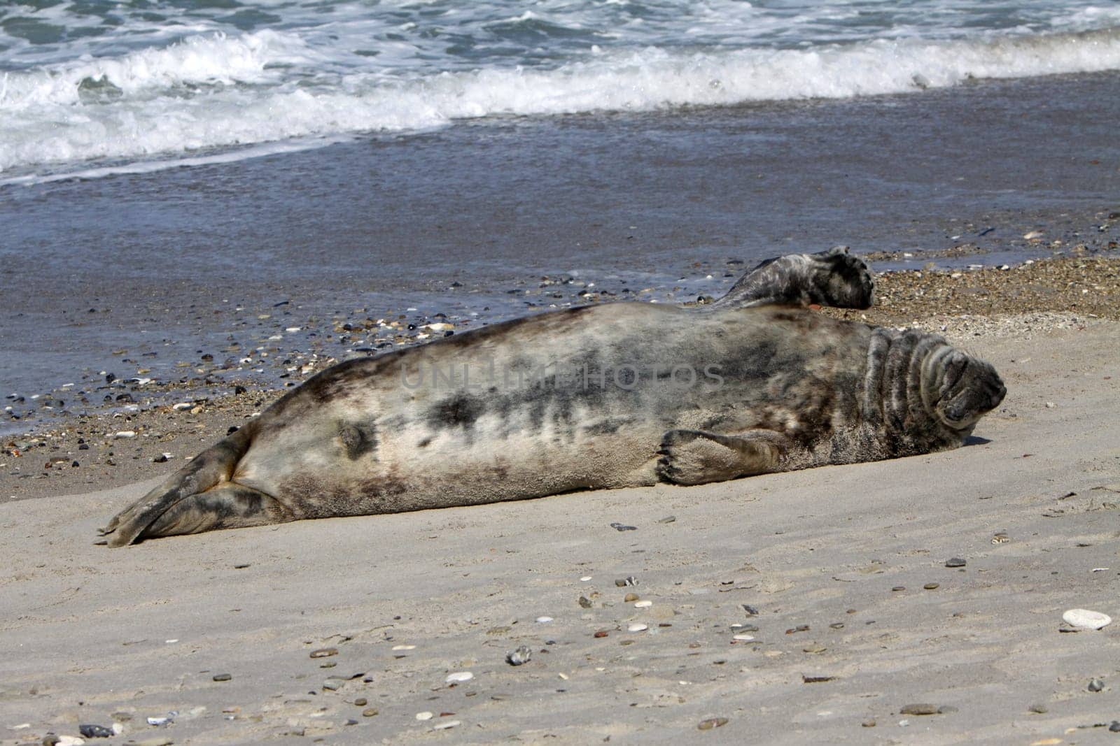 Grey seal on Heligoland
