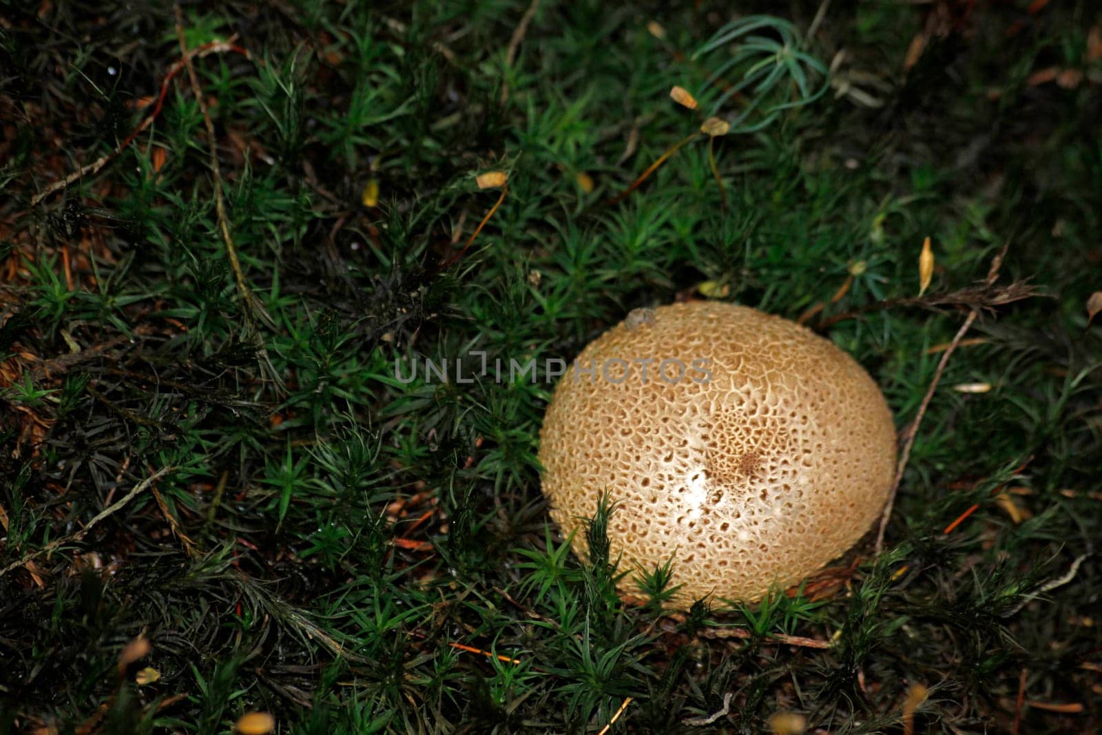 Kartoffelbovist
