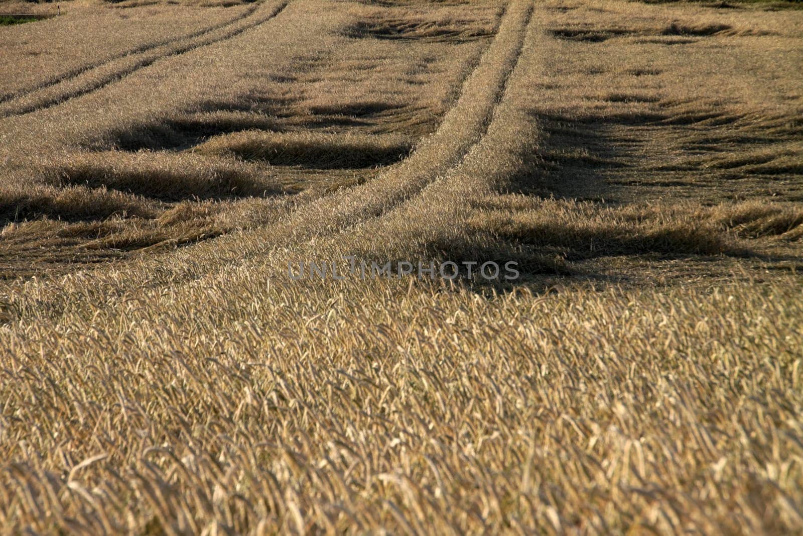 Cornfield with rain damage