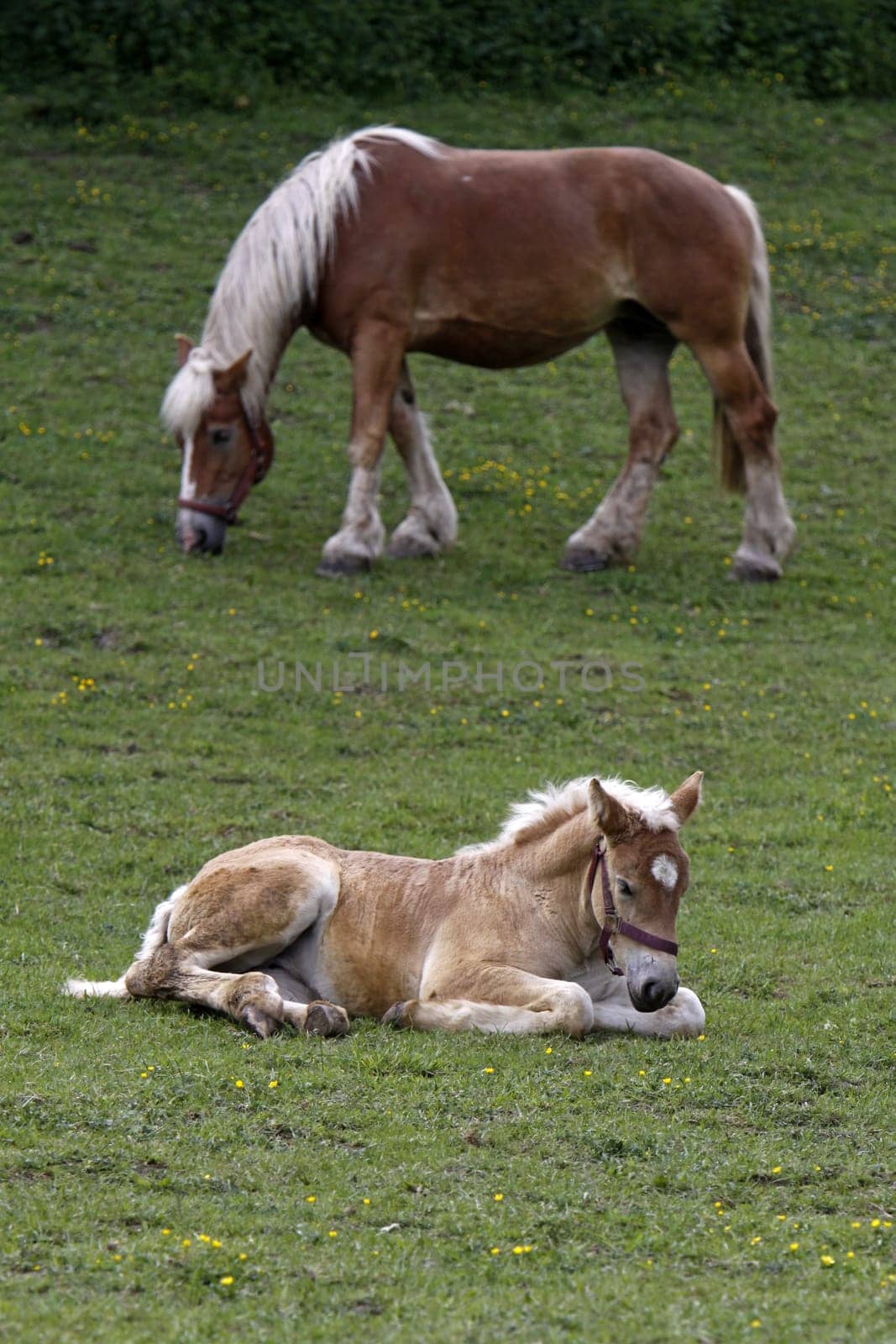 Jutland Coldblood Horse