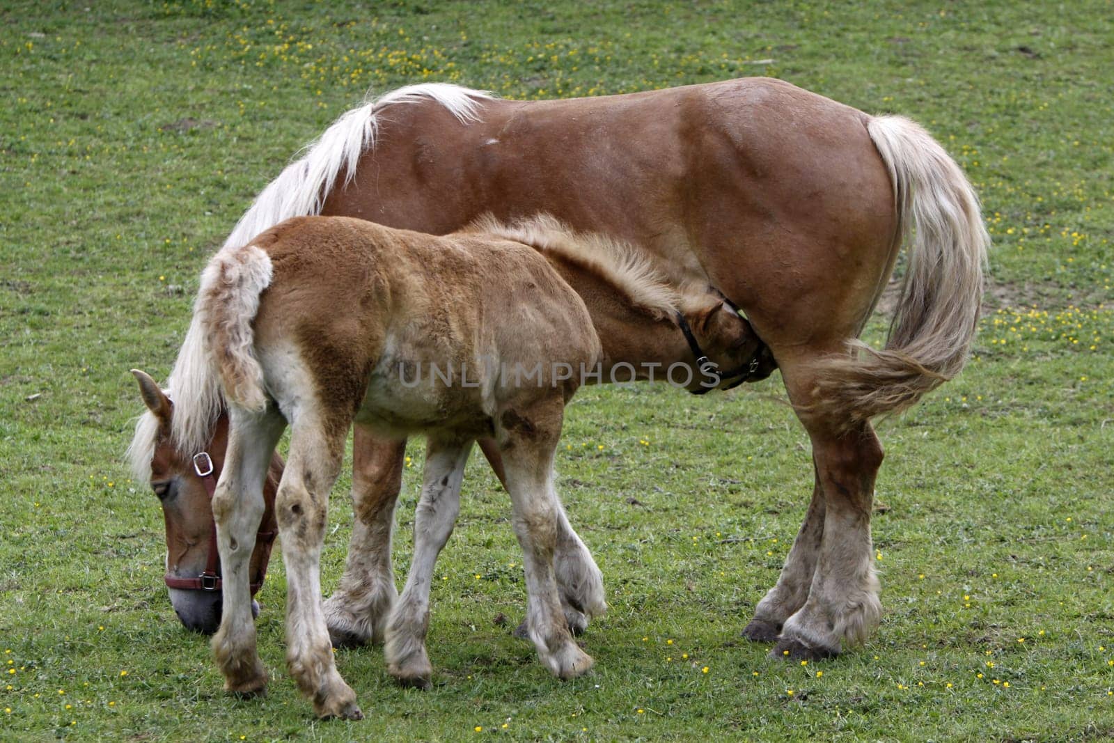 Jutland Coldblood Horse