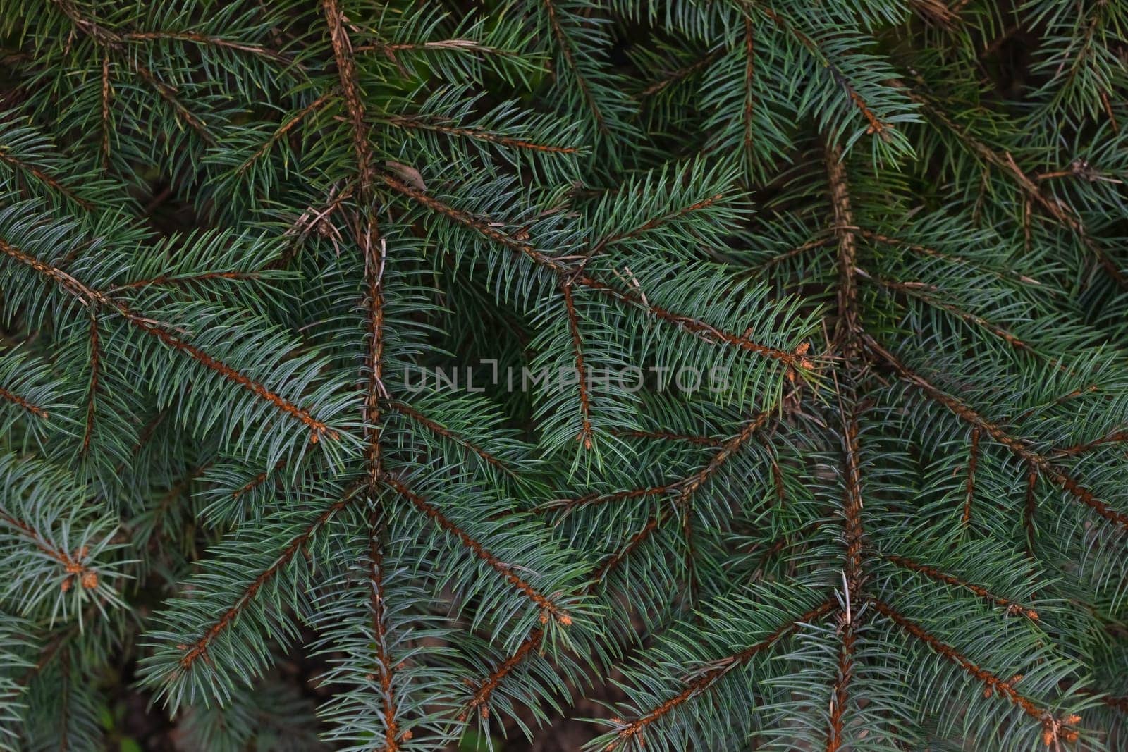 Close up background of fresh green spruce or pine branches, elevated top view, directly above