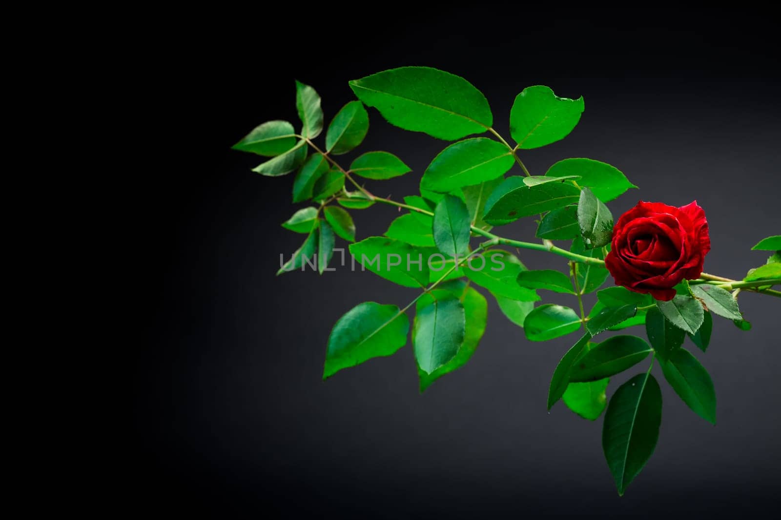 Red rose on a branch with foliage isolated on a black background.