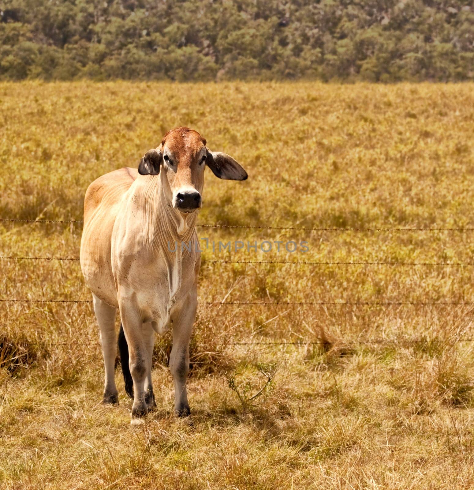 Young zebu brahman cow on cattle ranch grassland pasture field for beef cattle industry