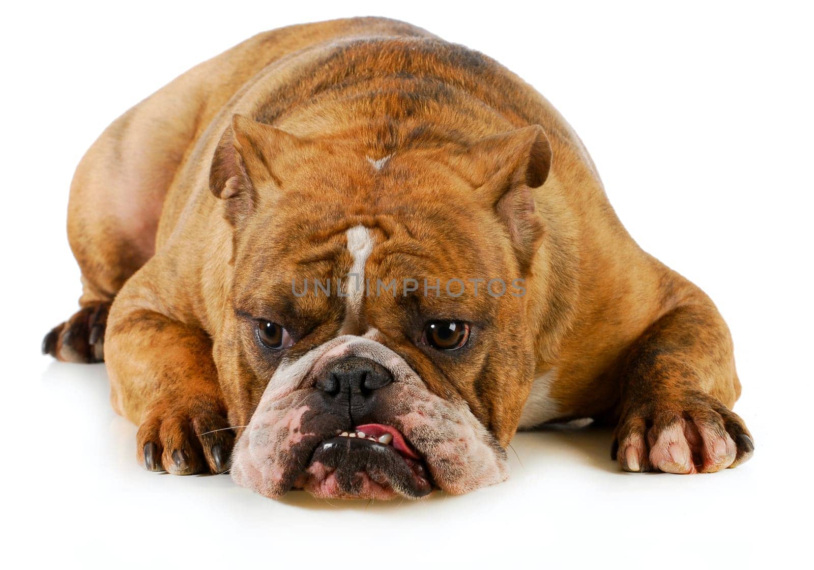 grumpy dog - english bulldog with grouchy expression laying down on white background
