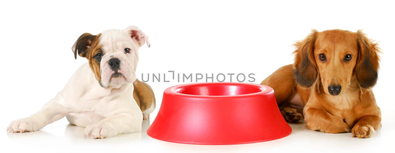 feeding the dog - miniature dachshund and english bulldog puppy laying beside empty food dish waiting to be fed