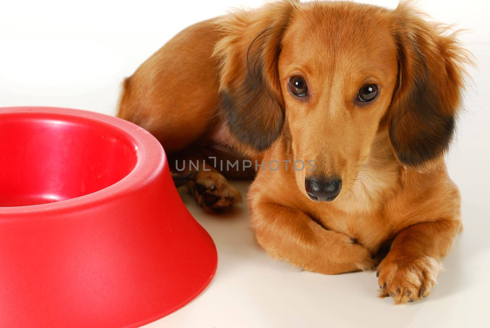 dog waiting to be fed - long haired dachshund laying beside empty bowl on white background