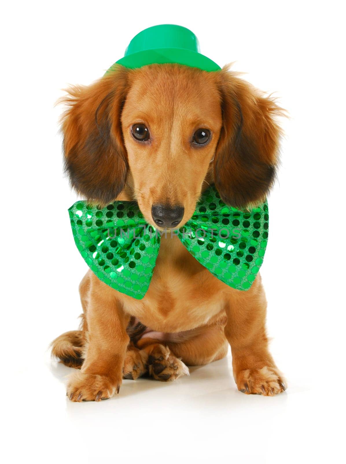 St. Patricks Day dog - long haired dachshund wearing green hat and bowtie sitting on white background