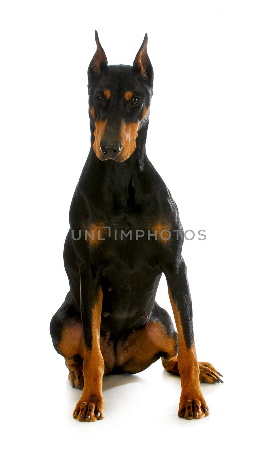 doberman pinscher sitting on white backgroun