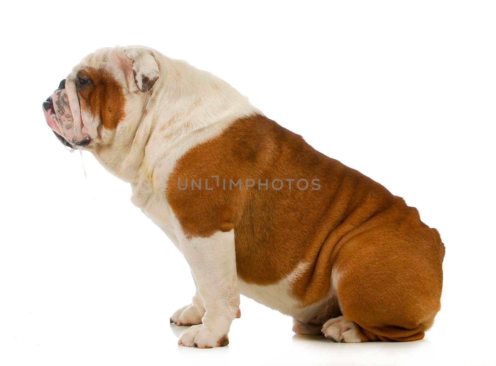 dog drooling - english bulldog with slobber running out of mouth on white background