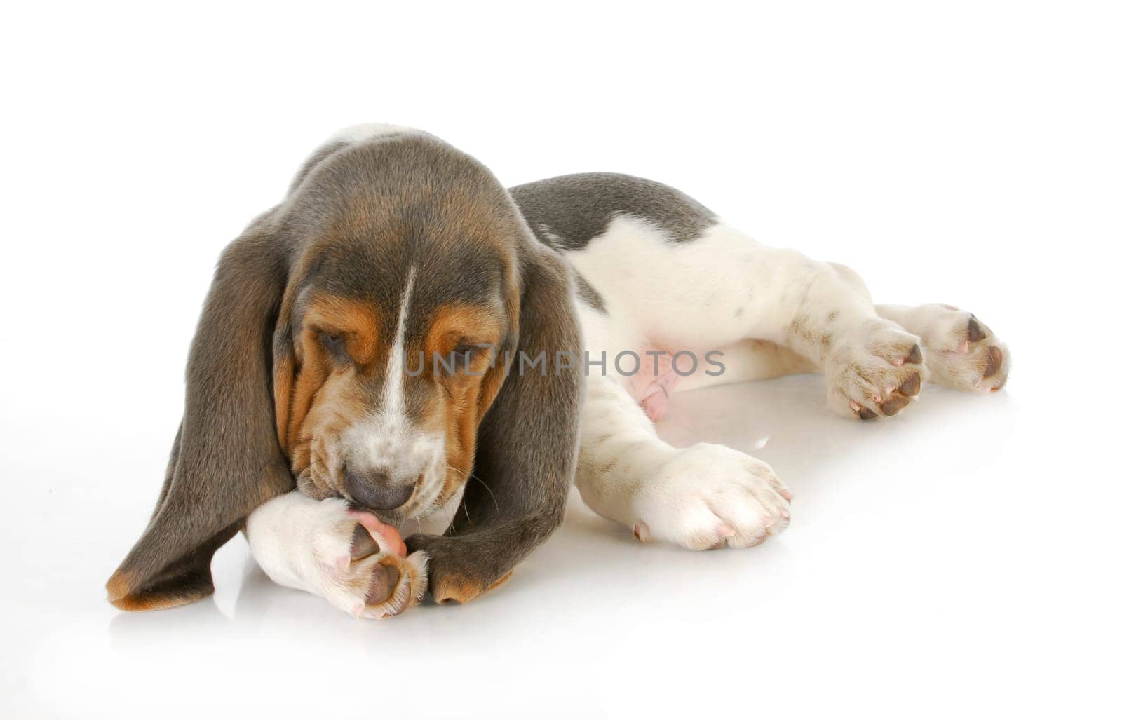 dog allergies - basset hound puppy licking foot with possible skin allergies