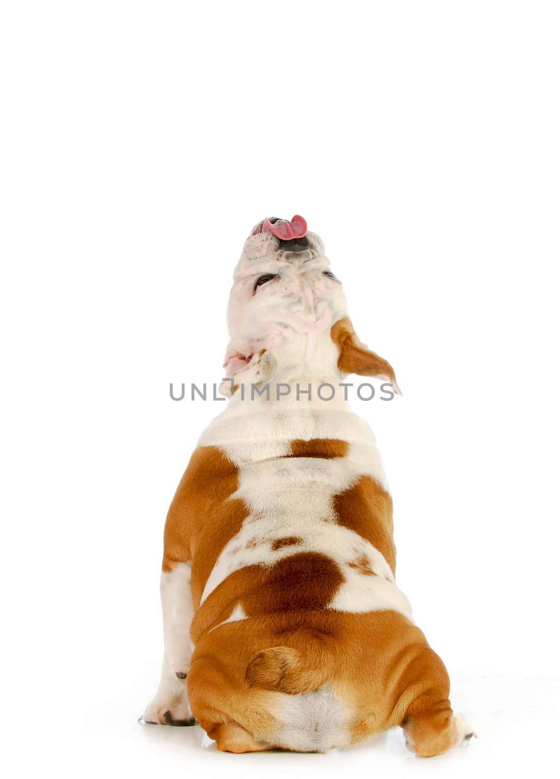 dog licking - english bulldog sitting with back to viewer and head up with tongue out licking