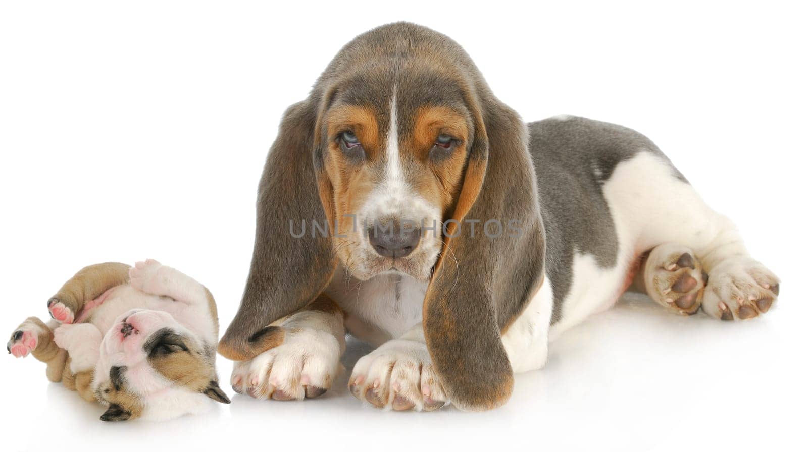 cute puppies - basset hound and english bulldog puppy isolated on white background