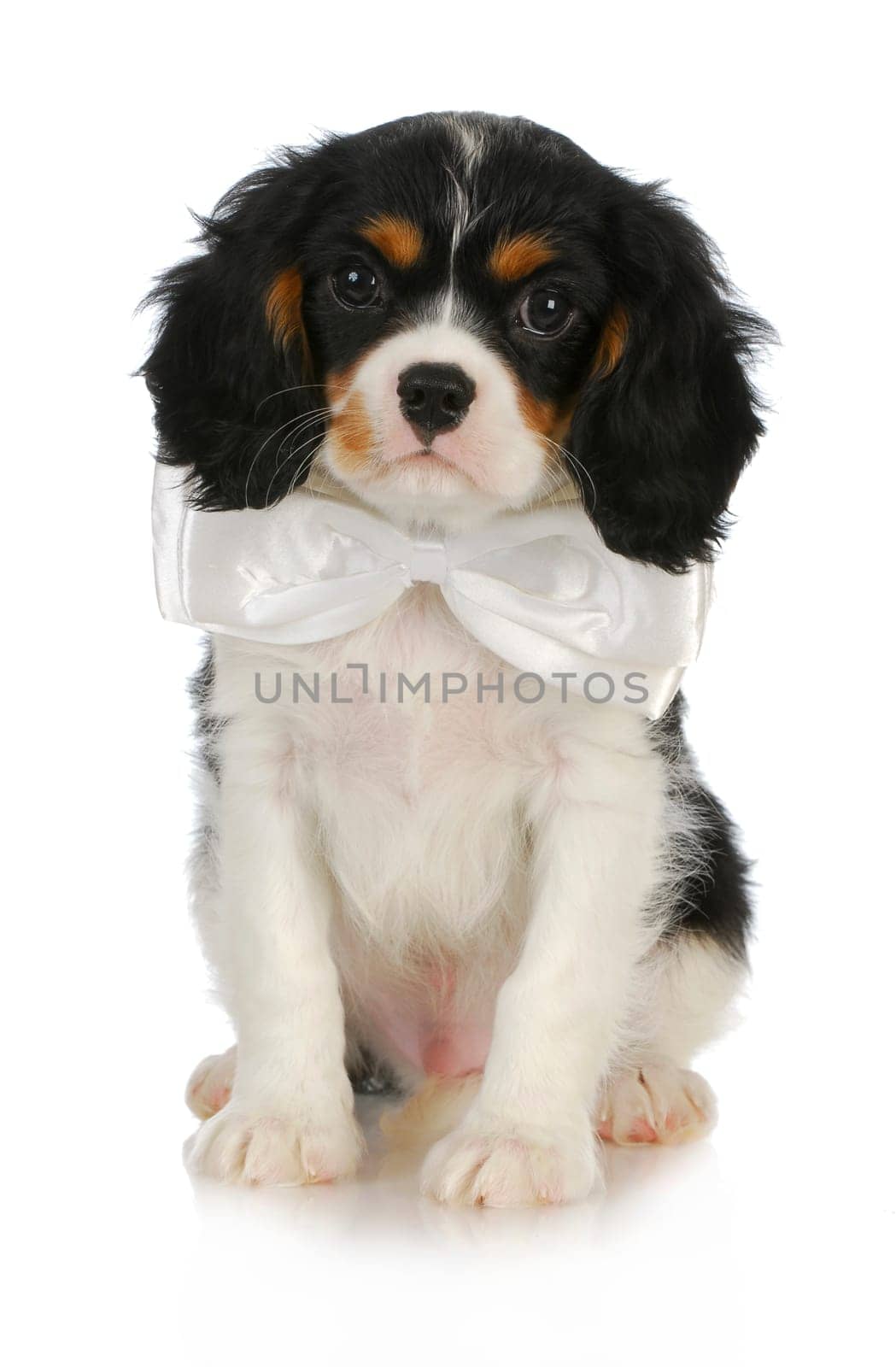 handsome puppy - cavalier king charles spaniel puppy wearing a white bow tie on white background
