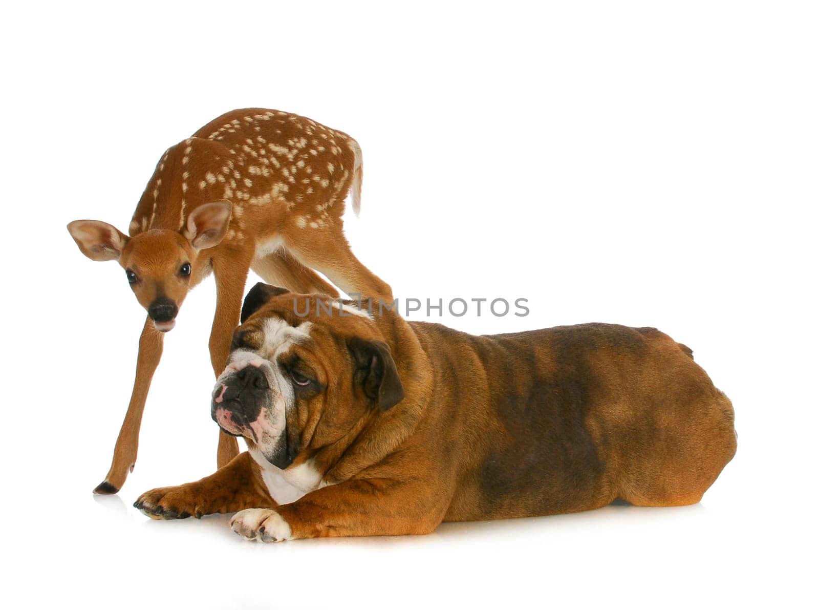 dog and deer - english bulldog and fawn together on white background