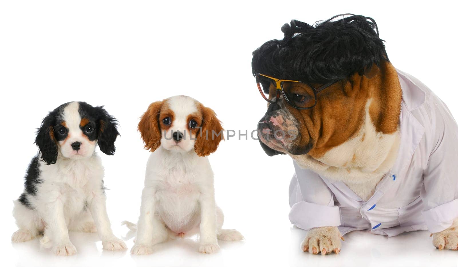 veterinary care - english bulldog doctor taking care of two cavalier king charles spaniel puppy patients on white background
