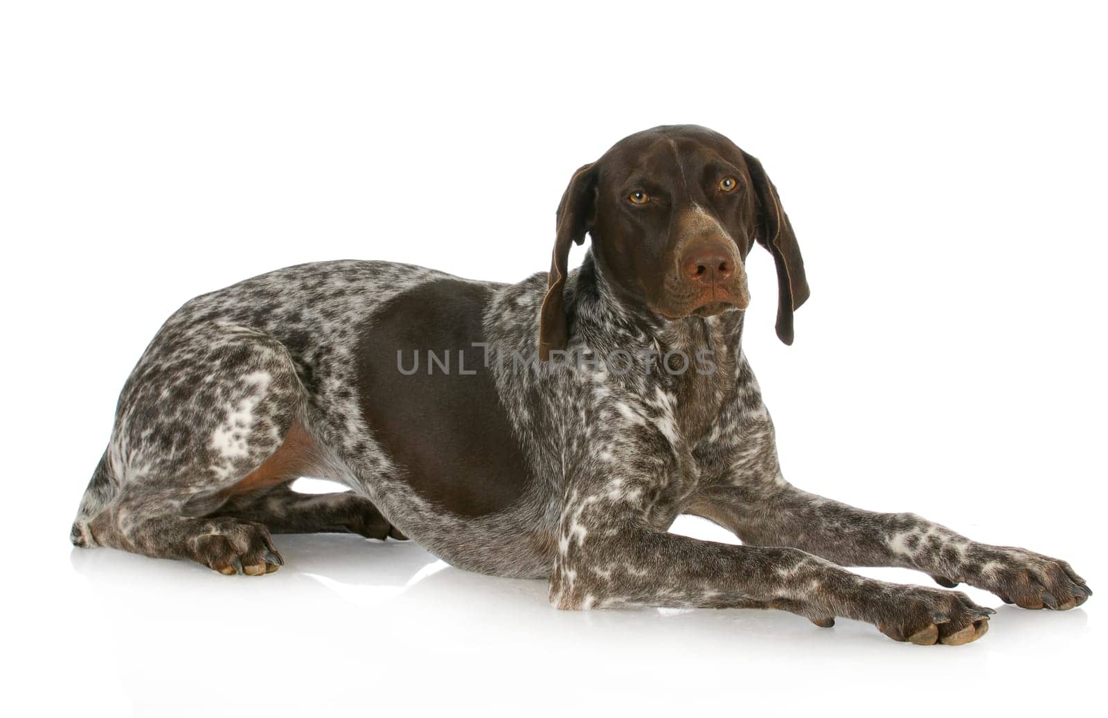 german short haired pointer laying down isolated on white background