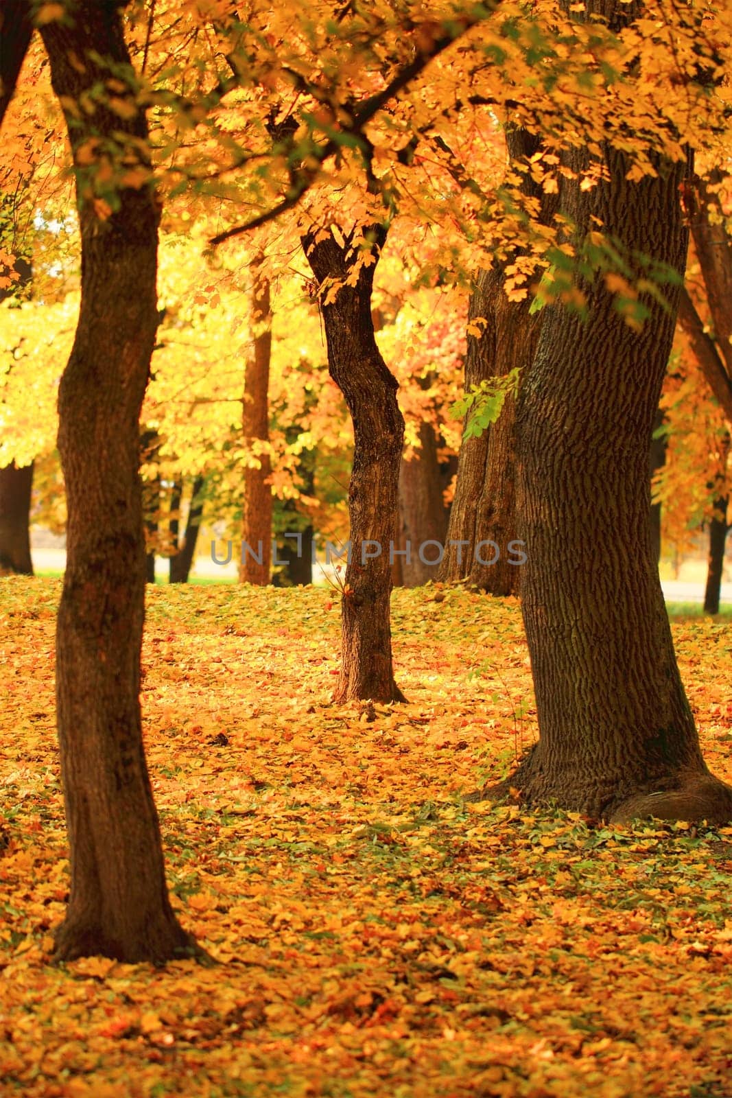 beautiful branch of an autumn tree in a forest
