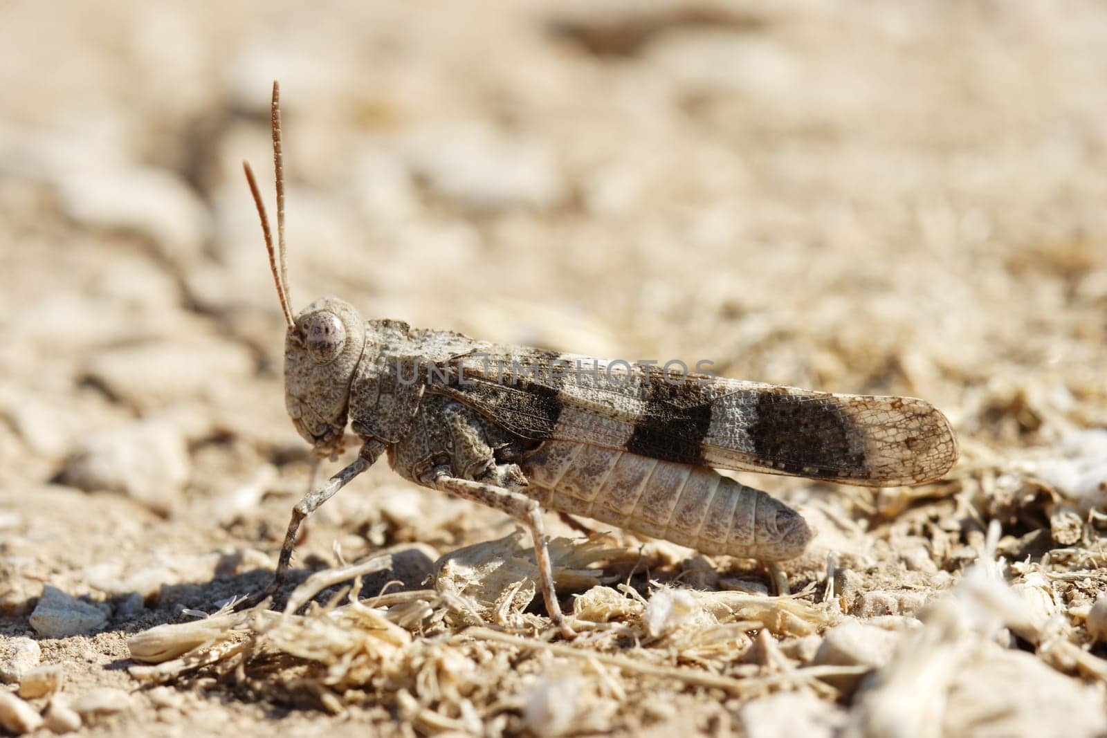 Brown locust close up full body side view (Oedipoda carulescens)