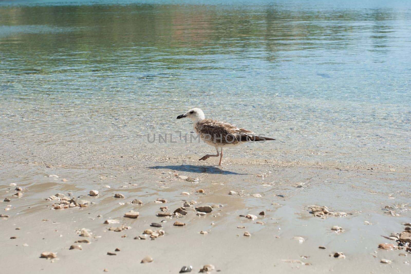 A seagull on stony beach Vis, Croatia
