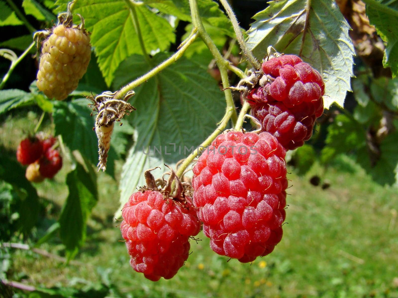 Raspberries on the bush