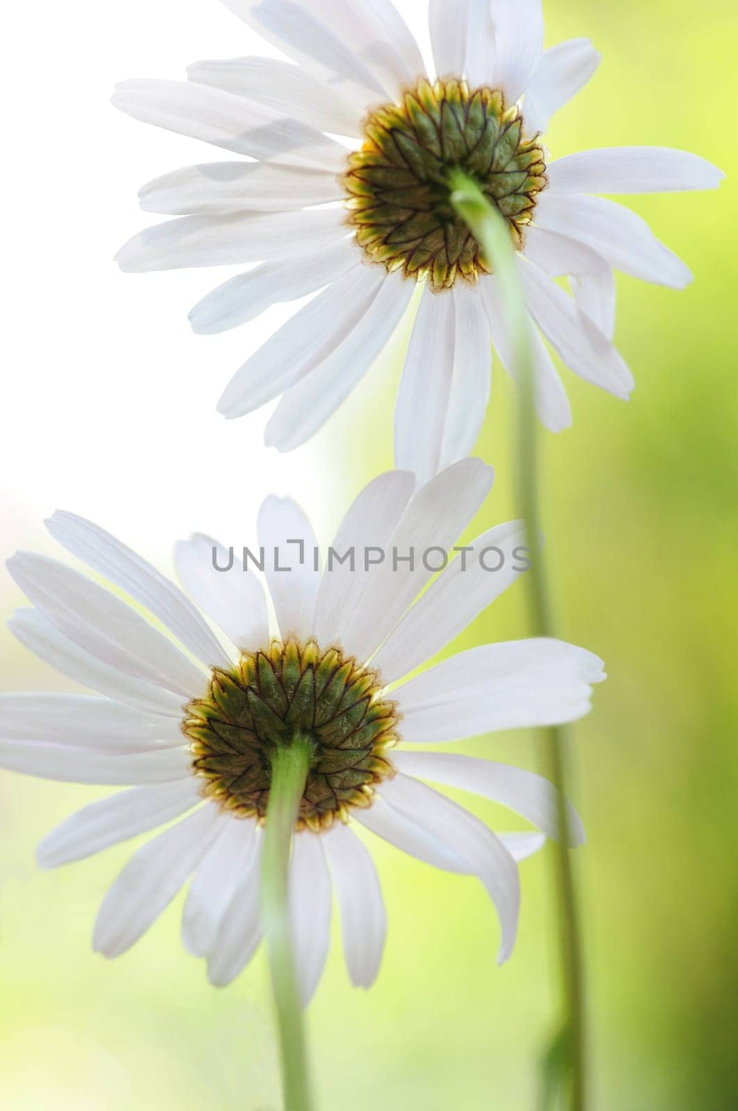 Daisies