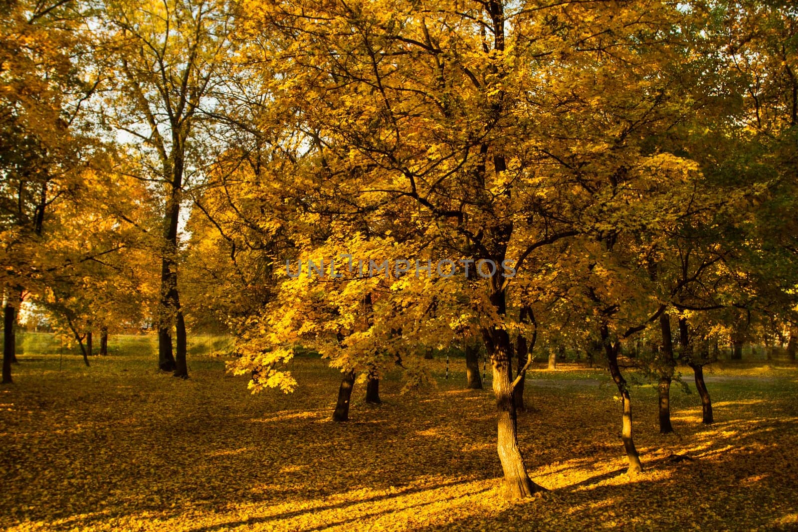 Beautiful colors of autumn landscape in the forest