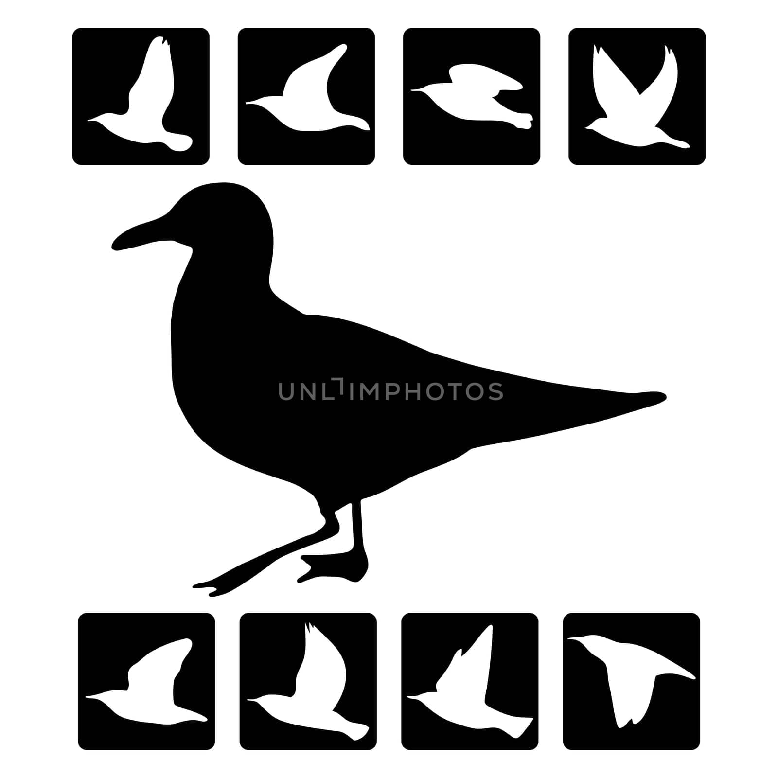 Vector illustration of bird silhouette