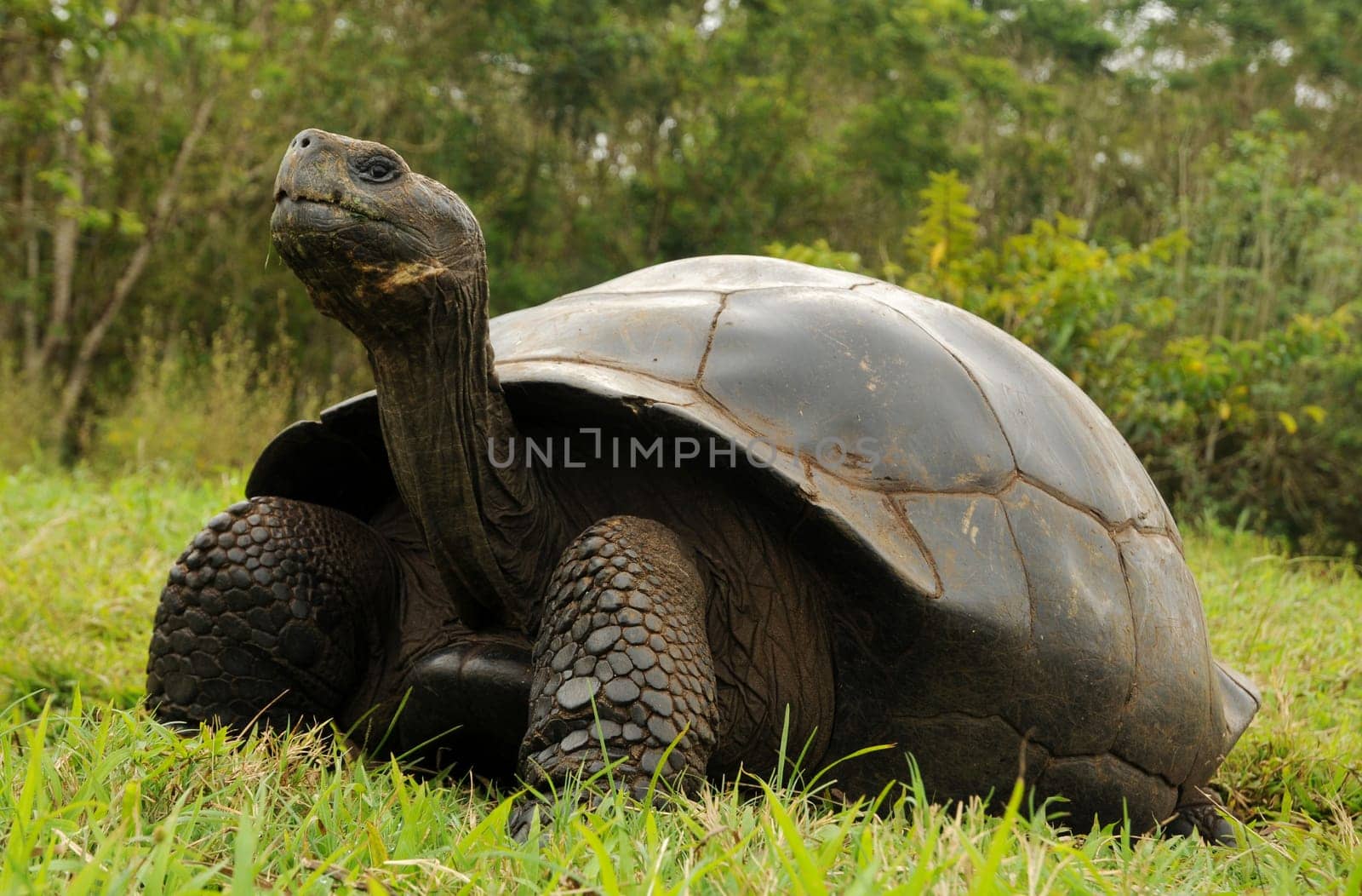 Recorded in Santa Cruz / Galapagos