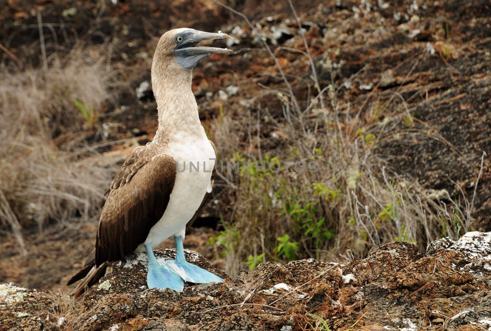 Blue-footed booby