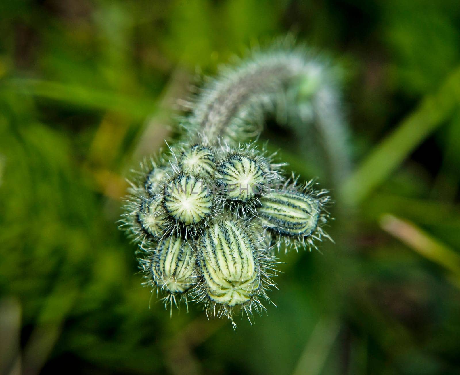 green buds of plants,bristling with needles