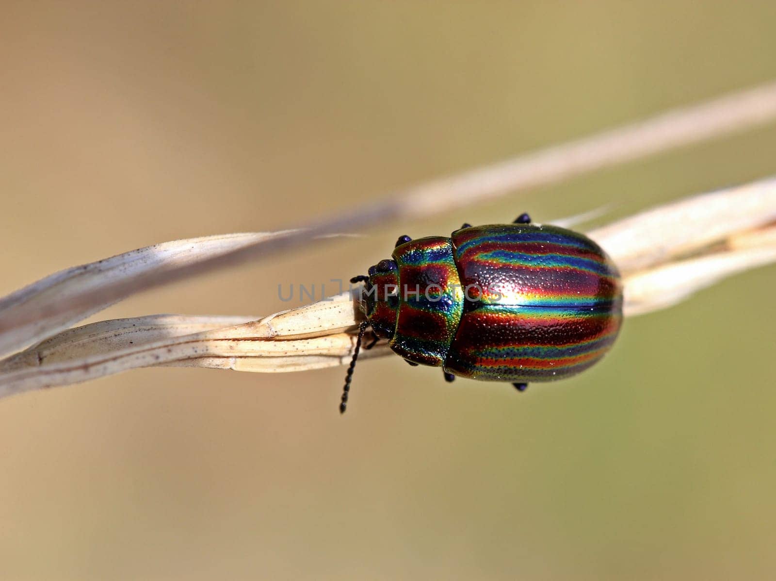 Rainbow leaf beetle (Chrysolina cerealis)