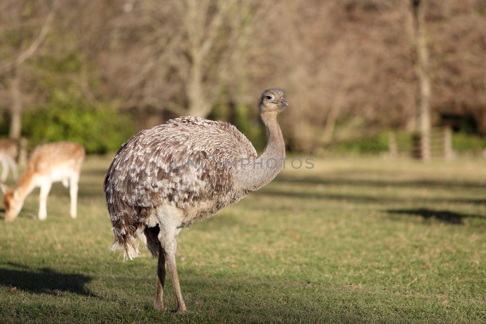 Details of emu in grassland, in captivity.