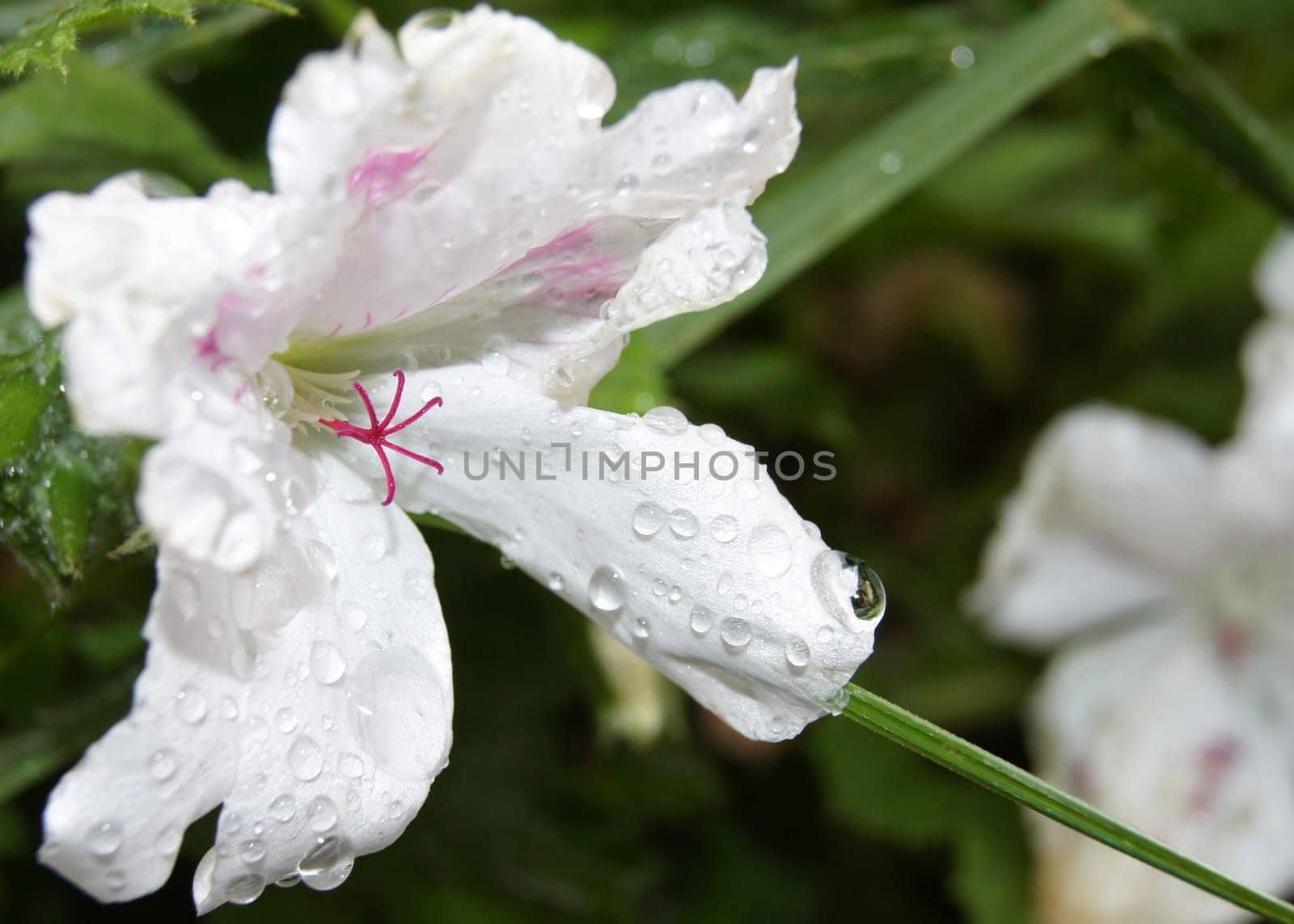 Die Nahaufnahme einer Pelargonie (Pelargonium).
