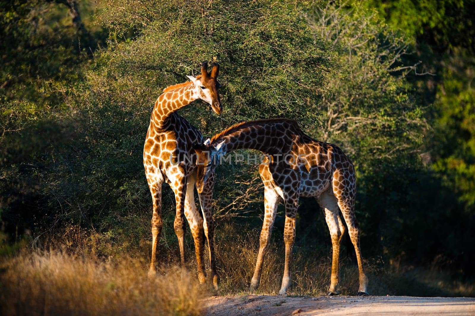 Two giraffes (Giraffa camelopardalis) walking, South Africa