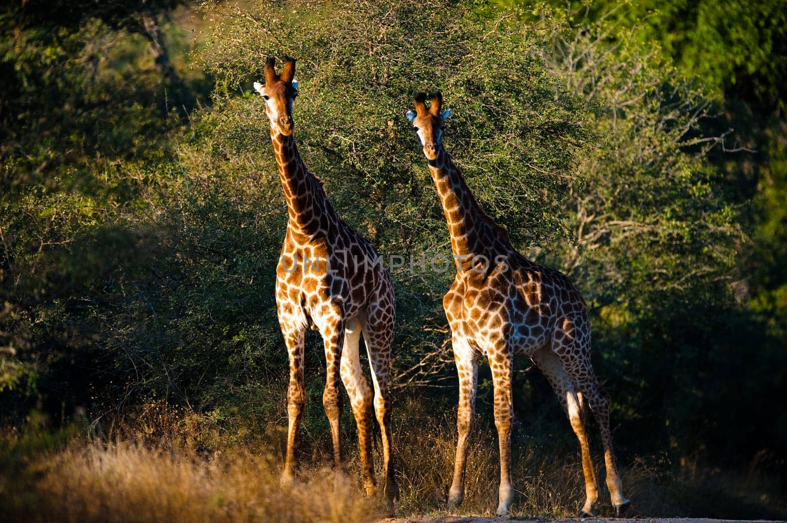 Two giraffes (Giraffa camelopardalis) walking, South Africa