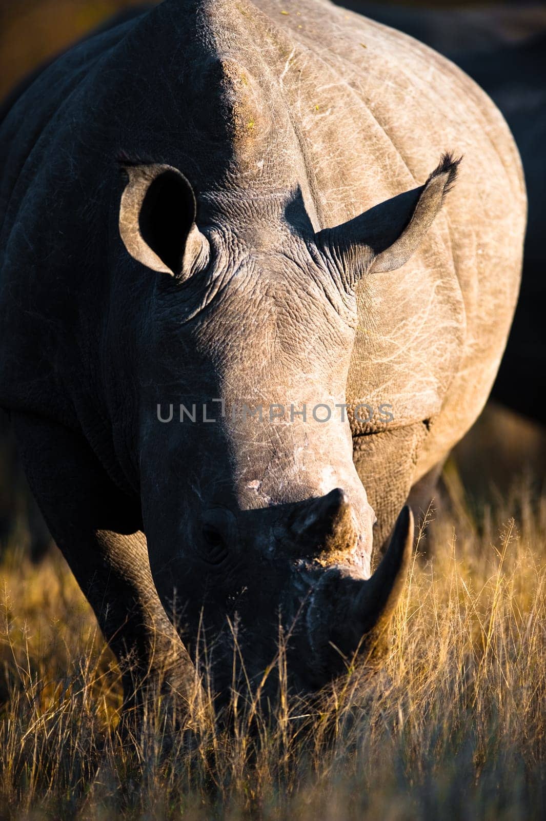 A southern white rhinoceros (Ceratotherium simum simum) grazing