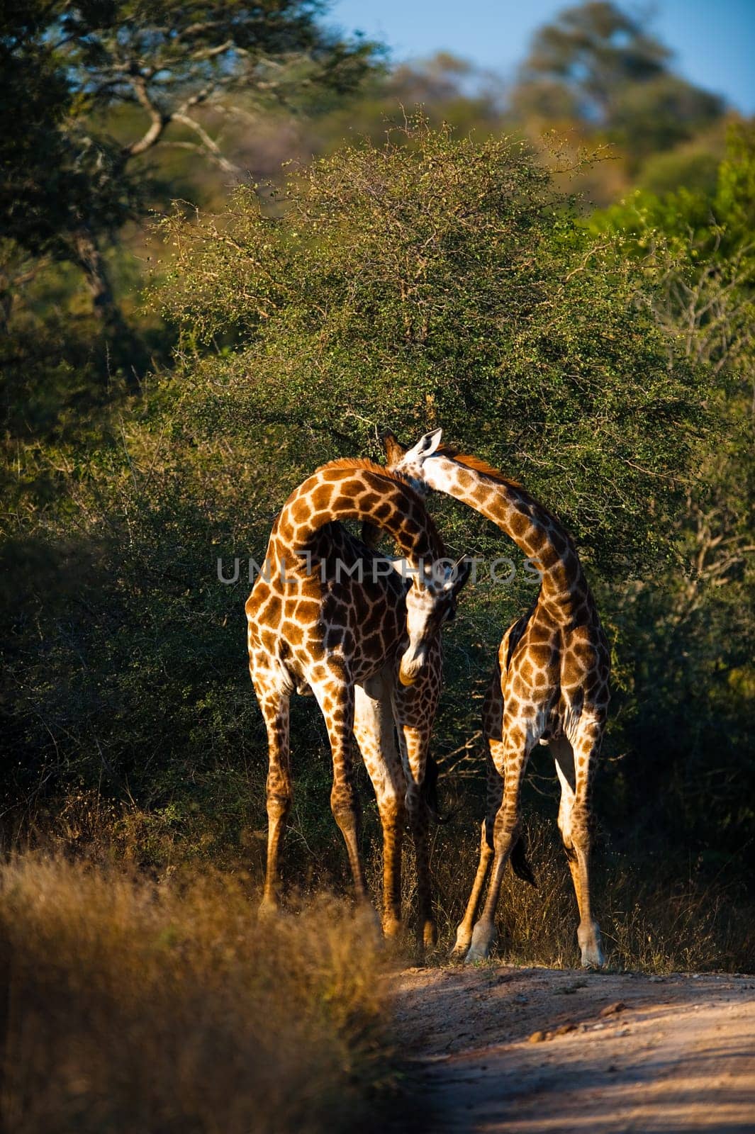 Two giraffes (Giraffa camelopardalis) walking, South Africa