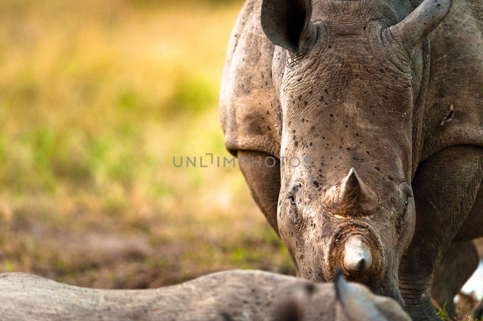 Rhino close up head on, Kruger National Park