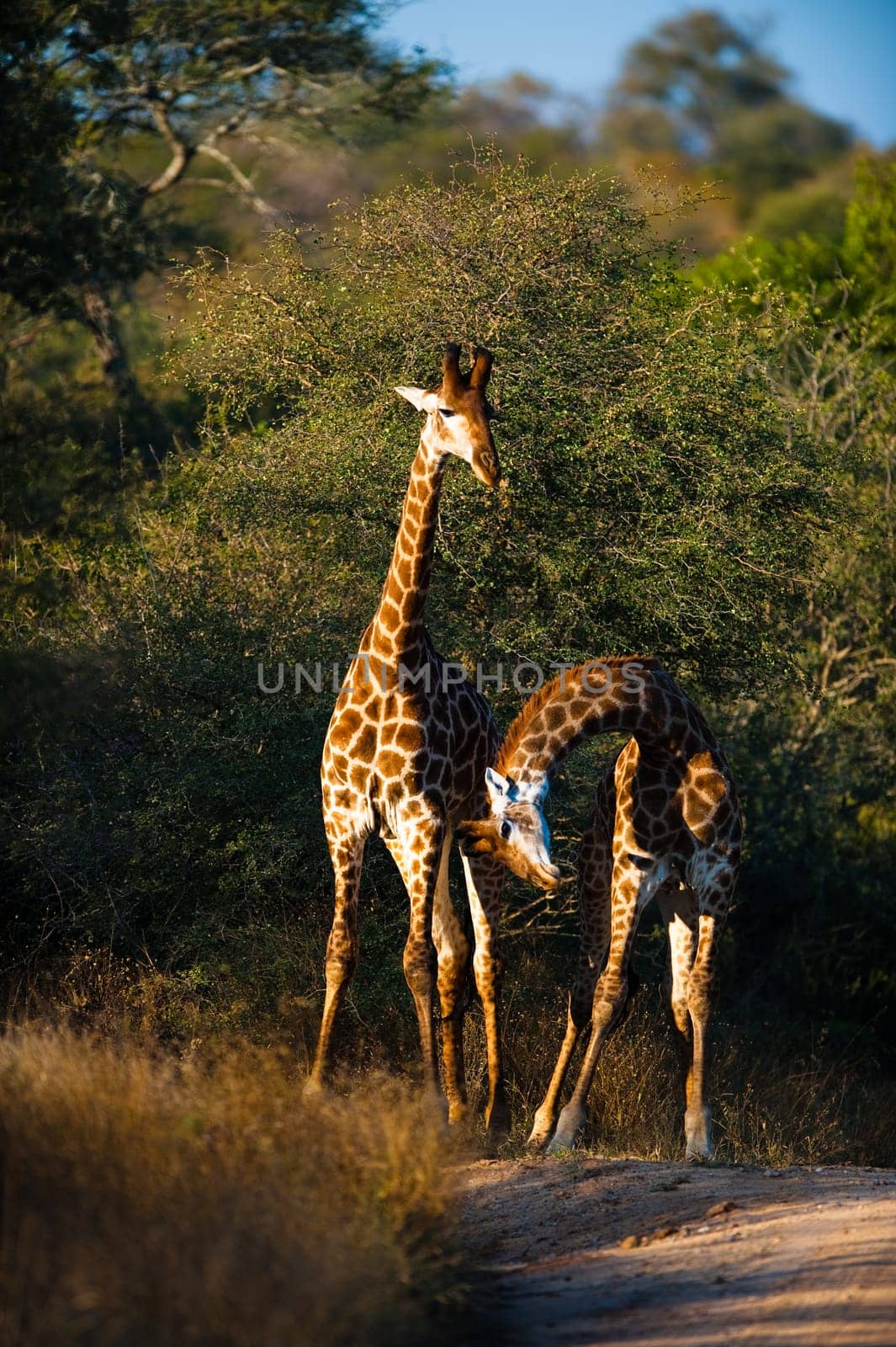 Two giraffes (Giraffa camelopardalis) walking, South Africa